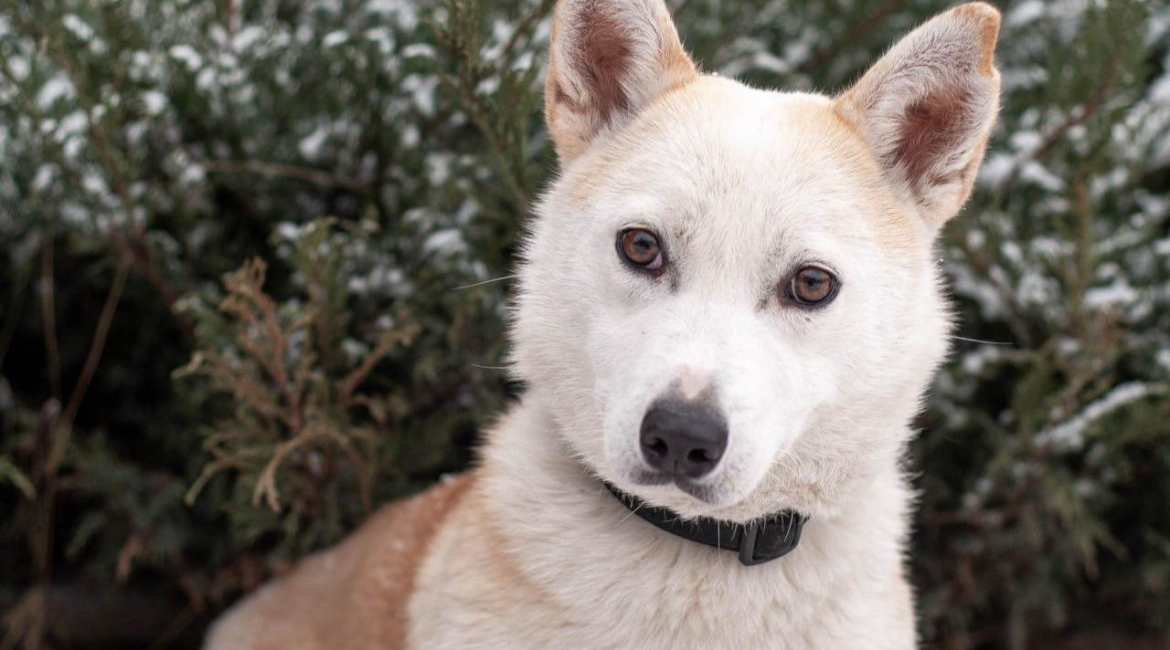 Chiens à adopter